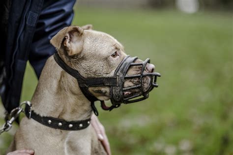 Are Muzzles Safe For Dogs