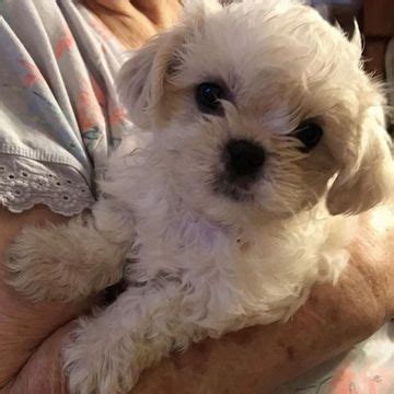 Looking for fresh finch/tiny bird eggs. Litter of 4 Shih Tzu puppies for sale in GARDEN GROVE, CA ...