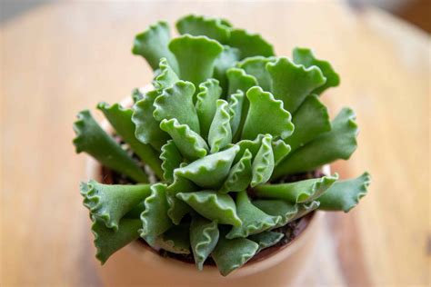 Crinkle Leaf Plant Care And Growing Guide