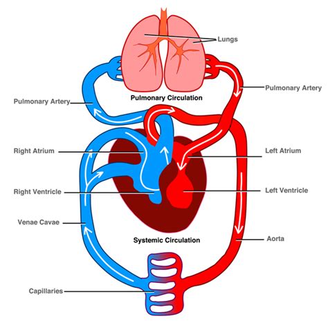 The Human Circulatory System Shalom Education