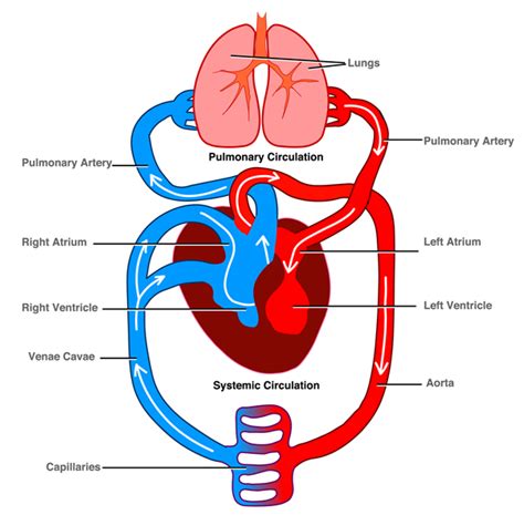 The Human Circulatory System - Shalom Education