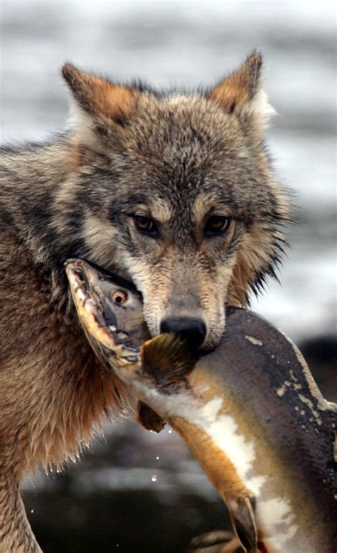Coastal Wolf • Canis Lupus Biodiversity Of The Central Coast