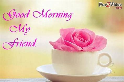 • #happyvalentineday2019 #happybirthdaysong #happybirthdaywishes good morning flower with messages for whatsapp. GOOD MORNING FRIEND ~ imgok