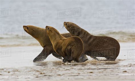 South African Fur Seals Running Namibia Africa Stock Photo Dissolve