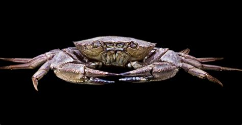 Les Fascinants Crabes Tout Savoir Sur Le Crabe Dossier 71550 Hot Sex
