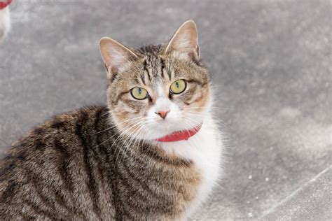 Free Images Kitten Fauna Whiskers Vertebrate Fierce Tabby Cat