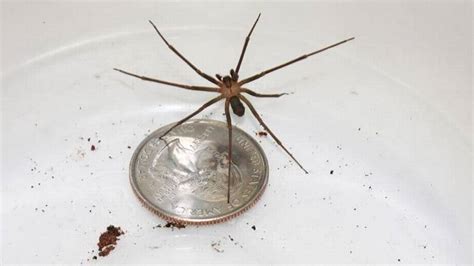 I have a large number of these spiders in my yard and garden, and i don't allow anyone to harm them. These spiders in SC could kill you (but probably won't ...