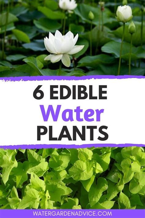 Aquatic Plants Or Water Plants Not Only Look Great In Ponds And Water