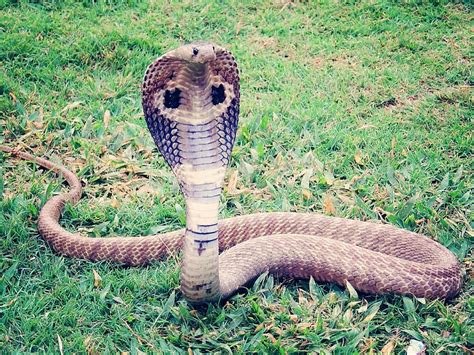 King Cobra Cobra Snake Reptile Animal Wild Wildlife Poisonous