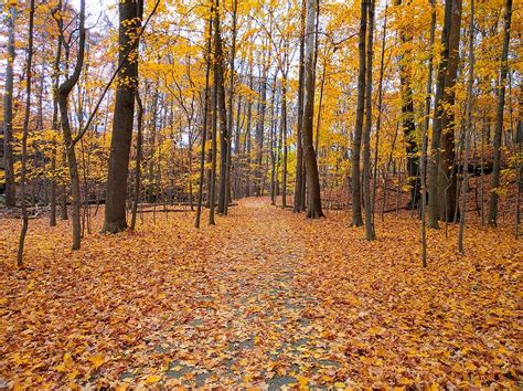 Hd Wallpaper View Of Fallen Leaves On Ground Tree Leaf Forest