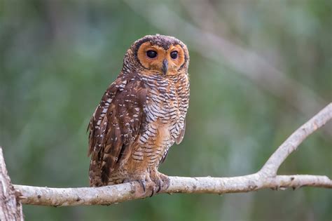 10 Beautiful Owl Breeds Who You Want To Pet Stillunfold