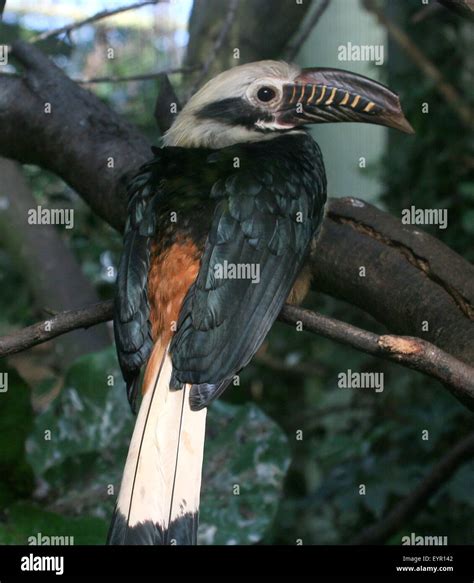 Male Visayan Tarictic Hornbill Penelopides Panini Native To The