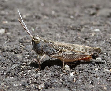 Grasshopper helps you focus on your business, so you can do what you're good at. Grashopper, Carapace / Shutterstock Puzzlepix : Push pack ...