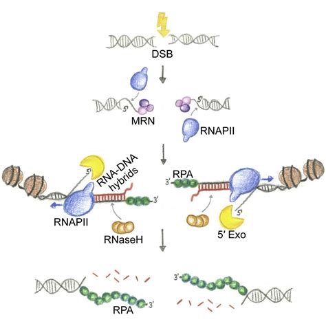 Transient Rna Dna Hybrids Are Required For Efficient Double Strand