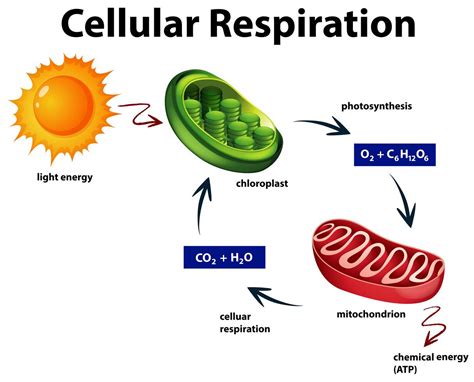 Diagrama Que Muestra La Respiración Celular 455549 Vector En Vecteezy