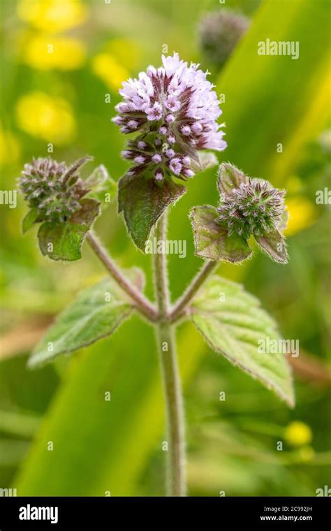 Water Mint Mentha Aquatica A Flowering Plant Growing In A Moist Pond
