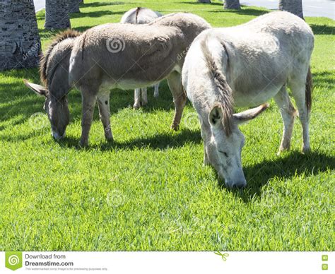 Donkeys Grazing In A Public Garden Stock Image Image Of Energy