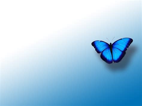 Blue Butterfly Wallpaper 4k