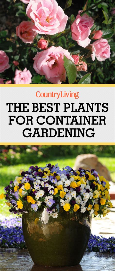For beginner gardeners, we suggest you start off with perennials (these are the plants that will come back year after how to grow ginger in pots. 10 Container Gardening Ideas - Best Plants for Containers