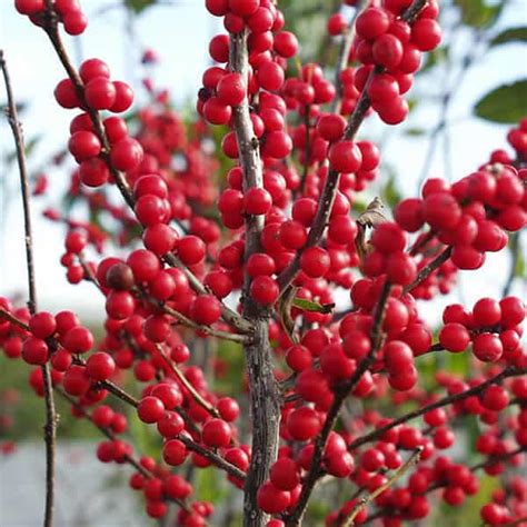 Winter Red Female Winterberry Holly Grown By Overdevest