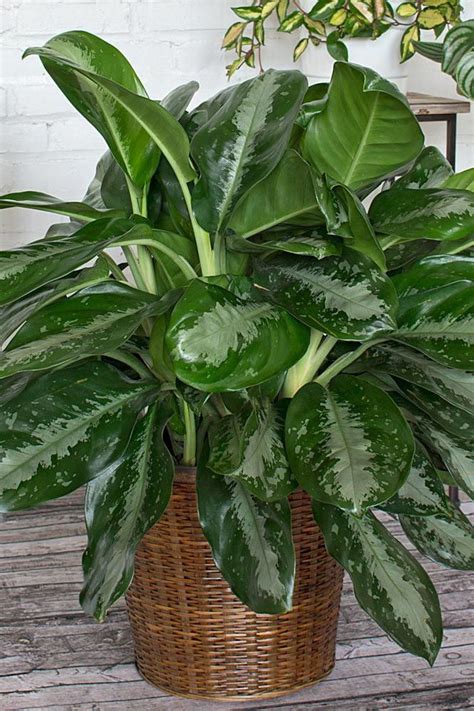 Compact But Oh So Full And Bushy The Chinese Evergreen Will Give A