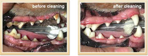 Vancouver Pet Dental Care Cat And Dog Teeth Cleaning Appointments