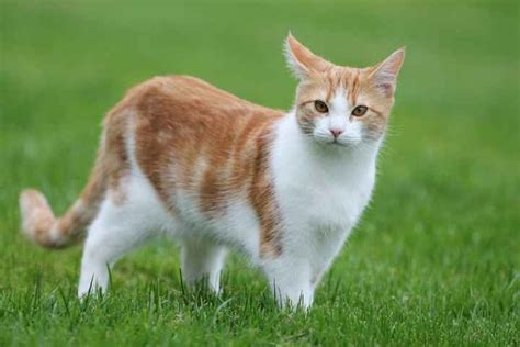 Selain film, ada banyak karakter animasi yang memiliki bentuk hewan yang dikenal pemalas ini. Nama Kucing Peliharaan Rasul - 81021+ Nama Untuk Kucing ...