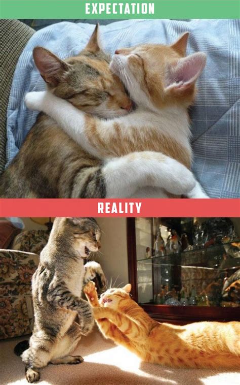 What Its Like To Own A Cat Expectations Vs Reality 22 Pics