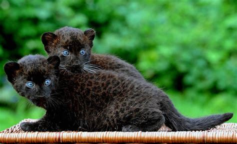 The Week In Pictures Panther Cub And Black Panther