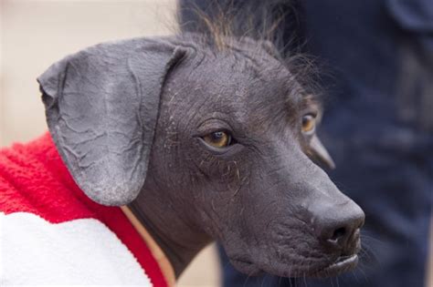 Viringo Peruano Cómo Este Perro Sin Pelo Se Convirtió En Patrimonio