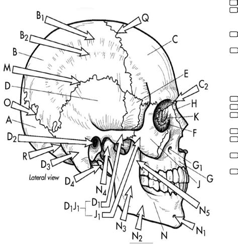 Desenhos Anatomia Para Colorir Cranio Atividades Educativas Porn Sex