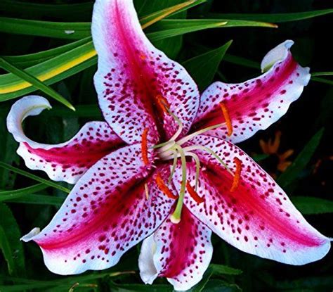 3 Fragrant Beautiful Flowering Stargazer Oriental Lily Bulbs Click