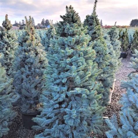 Bakers Colorado Blue Spruce Picea Pungens Bakeri Garden Center Point