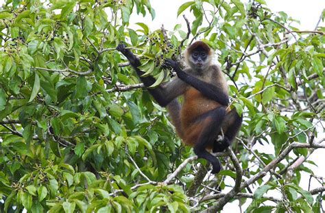 Posted by athirah afwika posted on desember 20, 2018 with no comments. Amazon rainforests animals : The Spider monkey ~ Amazon ...