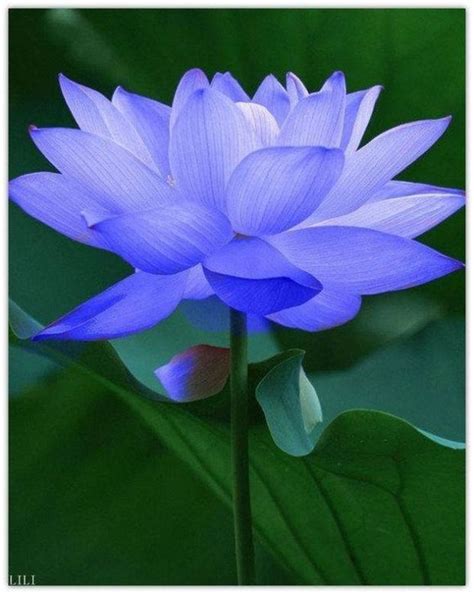 Most Beautiful Flowers In The World Lotus Flower