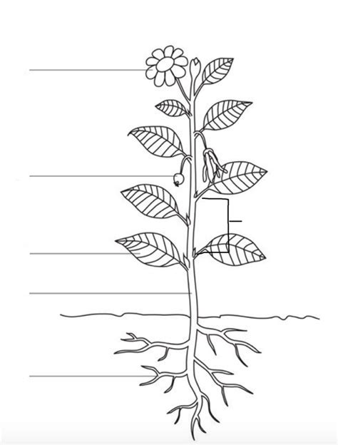 Biology Lab 8 Plant Structure Diagram Quizlet
