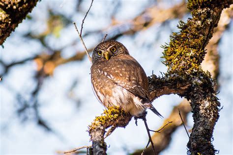 Northern Pygmy Owl Glaucidium Californicum Dfs Photos Flickr