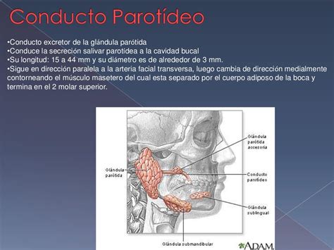 Glándula Parótida Submaxilar Y Sublingual