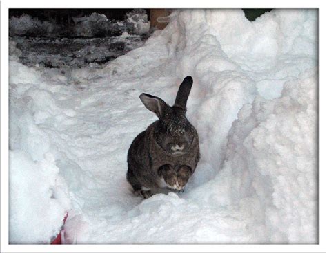 Rabbit Running In The Snow Pet Rabbit Playing In The Snow Flickr
