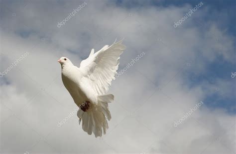 White Dove In Flight — Stock Photo © Suemack 4552335