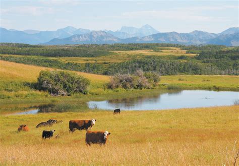 Grazing Lands Can Protect Diversity The Western Producer