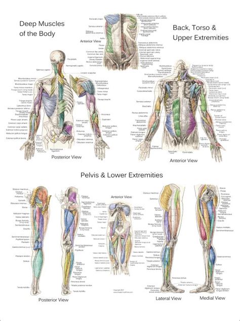Muscle Anatomy Posters Anterior Posterior And Deep Layers Muscle