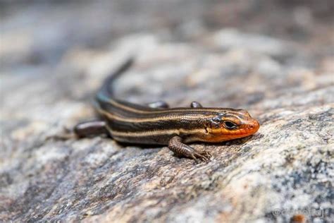 Common Five Lined Skink At The North Carolina Arboretum Photo By David