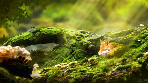 Cute Foxy Relaxing 1920 X 1080 Hdtv 1080p Wallpaper