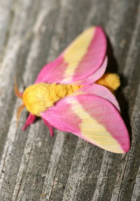 Now!, as of now i'm discontinuing this wikia. Rosy Maple Moth Facts, Habitat, Diet, Life Cycle, Baby ...