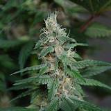 Blueberry Marijuana Seeds Images