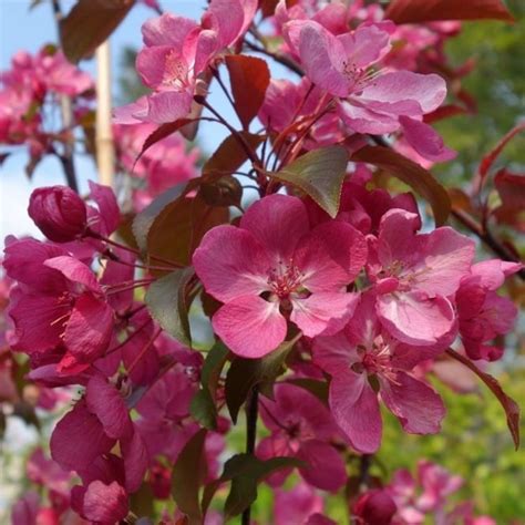Malus Rudolph Pink Flowering Crab Apple Trees For Sale