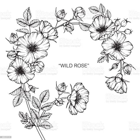 Wild Rose Flower Drawing Stock Illustration Download Image Now Wild