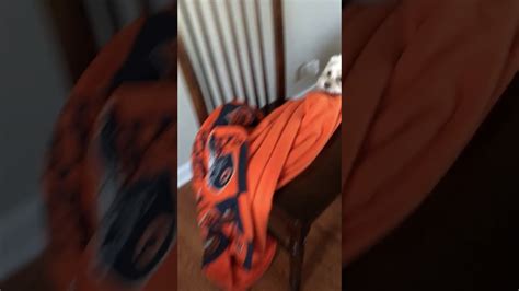 Dog Humping Blanket Not Clickbait Youtube