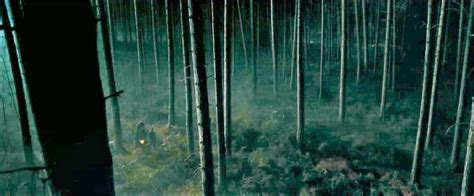 Forbidden Forest Harry Potter Wiki